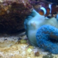 Becca's Reef