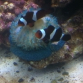 Becca's Reef