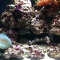 Becca's Reef