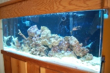 Reef'er madness