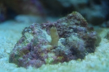 Reef'er madness