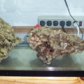 BaliAlor
