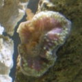 mushroom