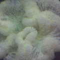 anemone