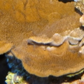Orange Monti