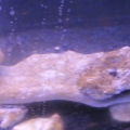 Photo0029