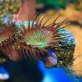 BUttonPolyps
