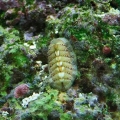Chiton