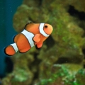 Ocellaris Clown Fish