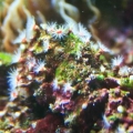 Feather Dusters