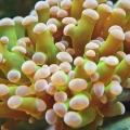 Frogspawn Coral