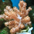 Kenya Tree Coral