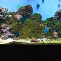 My 55 Reef Tank
