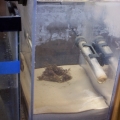 Refugium2
