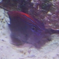 fish_008