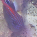 fish_009