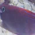fish_012