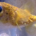 Puffer