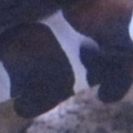 Black Ocellaris Clown