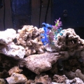 My 36g bowfront