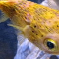 Puffer and the Clown