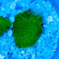 Montipora Capricornis