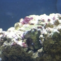 Becca's Reef