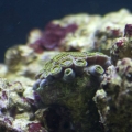 Becca's Reef