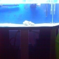 tank im selling