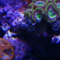 Acans actinics
