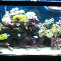 90 gallon wave front glass aquarium