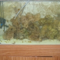55gal
