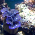 My first clam!