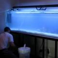 tank pics