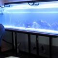 tank pics