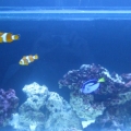 tank pics