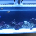 tank pics
