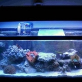 55gal_001
