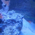 55gal_002
