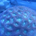55gal_004