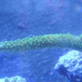 55gal_005