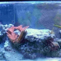 55gal_007