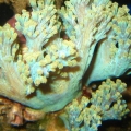 Cespitilaria