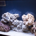 FTS3