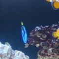 fish pics