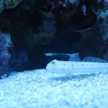 fish pics
