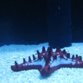 fish pics
