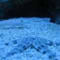 fish pics