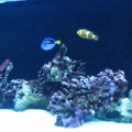 fish pics