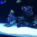 fish pics